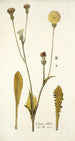 Crepis albida - Nikolaus Joseph Freiherr von Jacquin — vista dell’opera