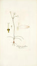Crinum tenellum - Nikolaus Joseph Freiherr von Jacquin — vista dell’opera