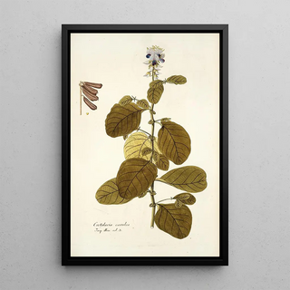 Nikolaus Joseph Freiherr von Jacquin - Crotalaria coerulea.webp