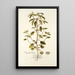 Croton glandulosum - Nikolaus Joseph Freiherr von Jacquin — gerahmtes Bild an der Wand