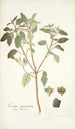 Croton punctatum - Nikolaus Joseph Freiherr von Jacquin — vista dell’opera