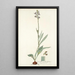 Cyanella orchidiformis - Nikolaus Joseph Freiherr von Jacquin — gerahmtes Bild an der Wand