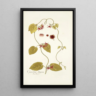 Nikolaus Joseph Freiherr von Jacquin - Cynanchum obliquum.webp