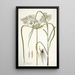 Cyperus distans - Nikolaus Joseph Freiherr von Jacquin — quadro incorniciato alla parete