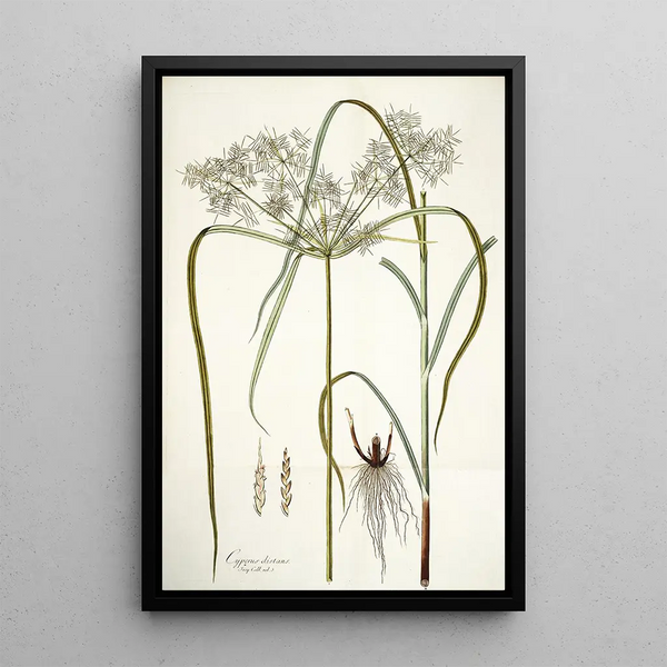 Nikolaus Joseph Freiherr von Jacquin - Cyperus distans.webp