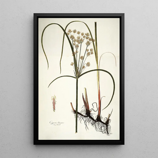 Nikolaus Joseph Freiherr von Jacquin - Cyperus longus.webp