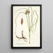 Cyperus tenuiflorus - Nikolaus Joseph Freiherr von Jacquin — gerahmtes Bild an der Wand