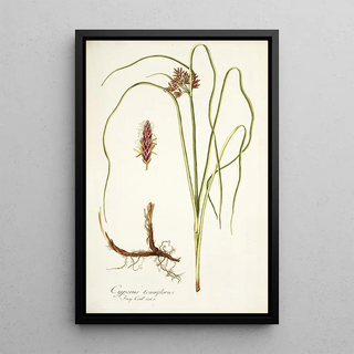 Nikolaus Joseph Freiherr von Jacquin - Cyperus tenuiflorus.webp
