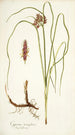 Cyperus tenuiflorus - Nikolaus Joseph Freiherr von Jacquin — Ansicht des Kunstwerks