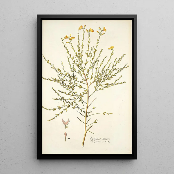 Nikolaus Joseph Freiherr von Jacquin - Cytisus tener.webp