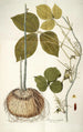 Dioscorea triphylla - Nikolaus Joseph Freiherr von Jacquin — vista dell’opera