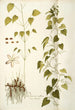 Dioscorea villosa - Nikolaus Joseph Freiherr von Jacquin — vista dell’opera