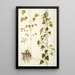 Dioscorea villosa - Nikolaus Joseph Freiherr von Jacquin — quadro incorniciato alla parete
