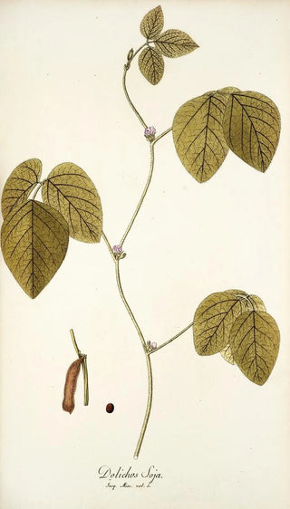 Nikolaus Joseph Freiherr von Jacquin - Dolichos soja.webp