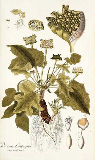 Nikolaus Joseph Freiherr von Jacquin - Dorstenia contrajerva.webp