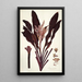 Dracaena terminalis - Nikolaus Joseph Freiherr von Jacquin — quadro incorniciato alla parete