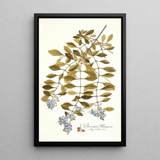 Nikolaus Joseph Freiherr von Jacquin - Duranta plumieri.webp