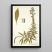 Echium candicans - Nikolaus Joseph Freiherr von Jacquin — quadro incorniciato alla parete