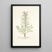 Echium glaucophyllum - Nikolaus Joseph Freiherr von Jacquin — quadro incorniciato alla parete