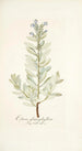 Echium glaucophyllum - Nikolaus Joseph Freiherr von Jacquin — vista dell’opera
