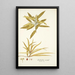 Elaeodendron orientale - Nikolaus Joseph Freiherr von Jacquin — gerahmtes Bild an der Wand