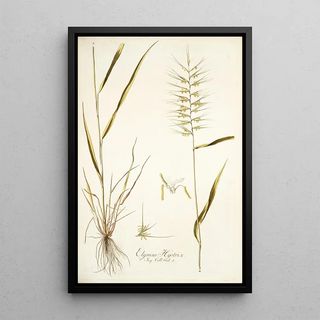 Nikolaus Joseph Freiherr von Jacquin - Elymus hystrix.webp