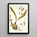 Epidendrum cochleatum - Nikolaus Joseph Freiherr von Jacquin — quadro incorniciato alla parete