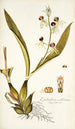 Epidendrum cochleatum - Nikolaus Joseph Freiherr von Jacquin — vista dell’opera