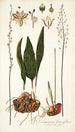 Eriospermum lanceaefolium - Nikolaus Joseph Freiherr von Jacquin — vista dell’opera