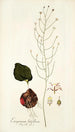 Eriospermum latifolium - Nikolaus Joseph Freiherr von Jacquin — vista dell’opera