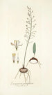 Eriospermum parvifolium - Nikolaus Joseph Freiherr von Jacquin — Ansicht des Kunstwerks
