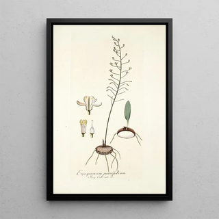 Nikolaus Joseph Freiherr von Jacquin - Eriospermum parvifolium.webp