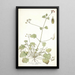 Erodium ribifolium - Nikolaus Joseph Freiherr von Jacquin — gerahmtes Bild an der Wand