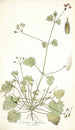 Erodium ribifolium - Nikolaus Joseph Freiherr von Jacquin — Ansicht des Kunstwerks
