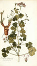 Erodium trilobatum - Nikolaus Joseph Freiherr von Jacquin — Ansicht des Kunstwerks