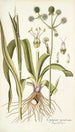 Eryngium aquaticum - Nikolaus Joseph Freiherr von Jacquin — vista dell’opera