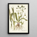 Eryngium aquaticum - Nikolaus Joseph Freiherr von Jacquin — quadro incorniciato alla parete