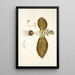 Eucomis bifolia - Nikolaus Joseph Freiherr von Jacquin — quadro incorniciato alla parete