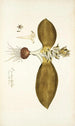 Eucomis bifolia - Nikolaus Joseph Freiherr von Jacquin — vista dell’opera