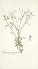 Eupatorium myosotifolium - Nikolaus Joseph Freiherr von Jacquin — vista dell’opera