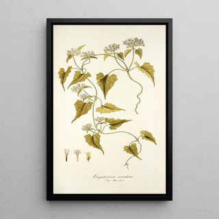 Nikolaus Joseph Freiherr von Jacquin - Eupatorium scandens.webp