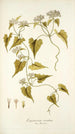 Eupatorium scandens - Nikolaus Joseph Freiherr von Jacquin — Ansicht des Kunstwerks