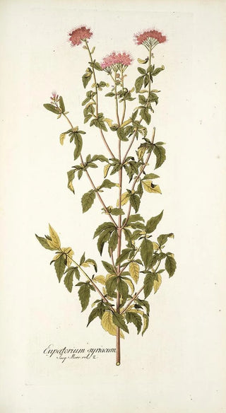 Nikolaus Joseph Freiherr von Jacquin - Eupatorium syriacum.webp
