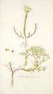 Euphorbia diffusa - Nikolaus Joseph Freiherr von Jacquin — vista dell’opera