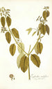 Euphorbia nudiflora - Nikolaus Joseph Freiherr von Jacquin — vista dell’opera