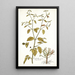 Euphorbia picta - Nikolaus Joseph Freiherr von Jacquin — gerahmtes Bild an der Wand