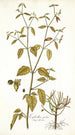 Euphorbia picta - Nikolaus Joseph Freiherr von Jacquin — Ansicht des Kunstwerks