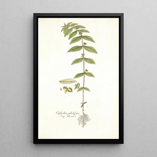 Nikolaus Joseph Freiherr von Jacquin - Euphorbia pilulifera.webp