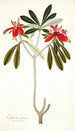 Euphorbia punicea - Nikolaus Joseph Freiherr von Jacquin — Ansicht des Kunstwerks