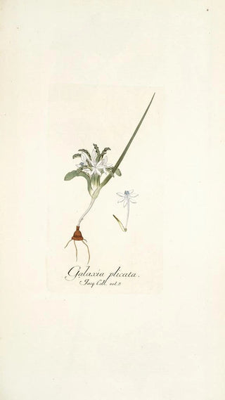 Nikolaus Joseph Freiherr von Jacquin - Galaxia plicata.webp